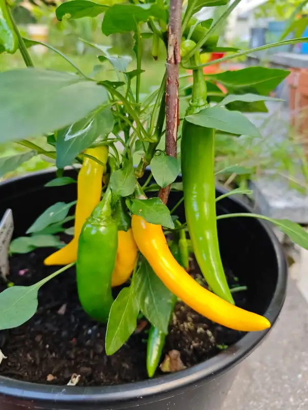 Chili / Paprika: Cayenne Yellow Pepper