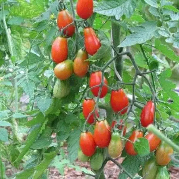 Tomaten: Celsior