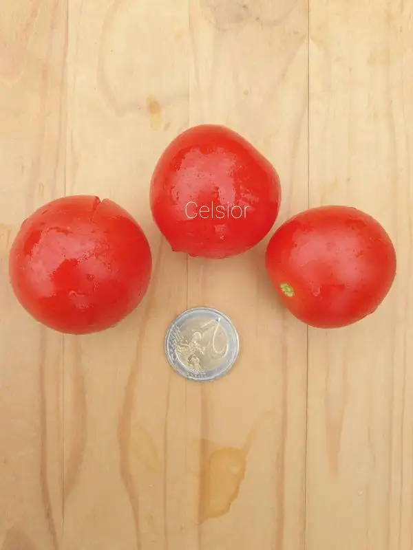 Tomaten: Celsior