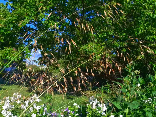 Stauden / Gehölz: Celtica gigantea ‣ Riesen-Federgras Giant feather grass