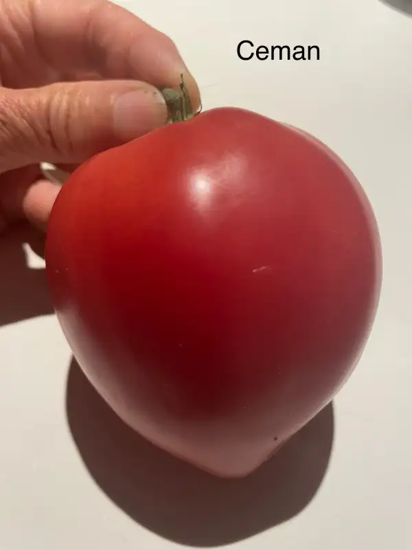 Tomaten: Ceman