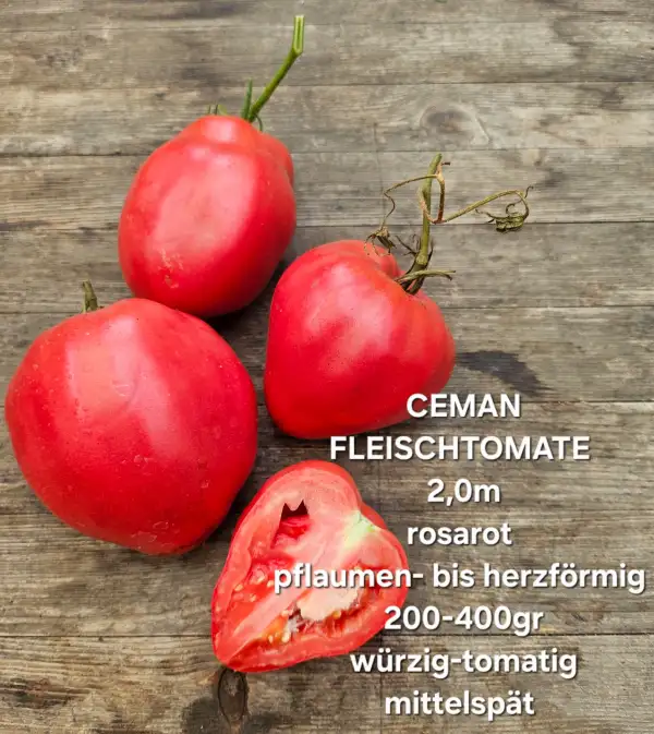 Tomaten: Ceman