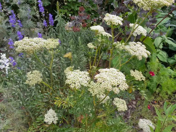 Kräuter: Cenolophium denudatum ‣ ‣ ‣ ‣ ‣ ‣ ‣ Baltische Petersilie - Baltic parsley