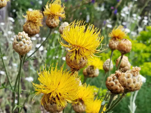Stauden / Gehölz: Centaurea macrocephala ‣ ‣ Riesen‑ Flockenblume - Giant knapweed