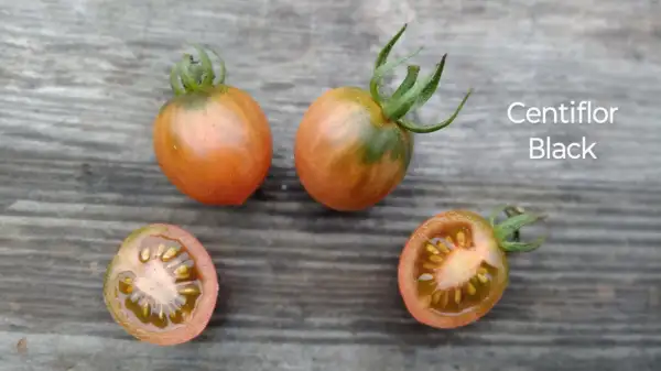 Tomaten: Centiflor Black