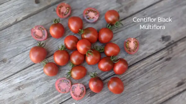 Tomaten: Centiflor Black