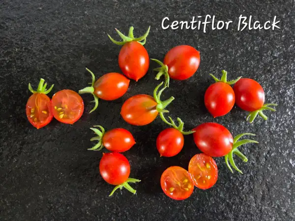 Tomaten: Centiflor Black