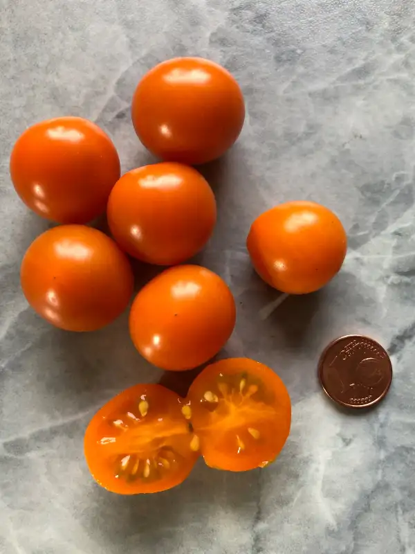 Tomaten: Centiflor Orange