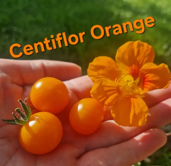 Tomaten: Centiflor Orange