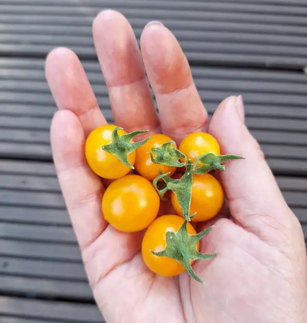 Tomaten: Centiflor Orange