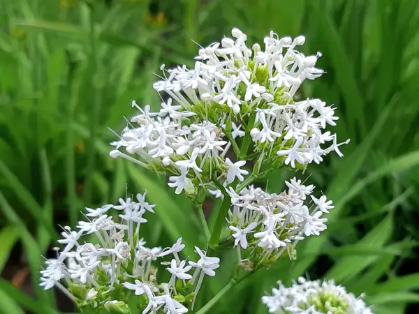 Stauden / Gehölz: Centranthus ruber 