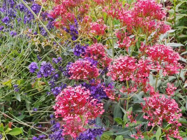 Stauden / Gehölz: Centranthus ruber var. coccineus ‣  ‣ Rote Spornblume - Red valerian