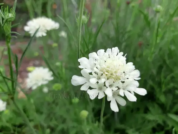 Stauden / Gehölz: Cephalaria balansae ‣ ‣ Anatolische Riesenskabiose ‣ Teasel scabious