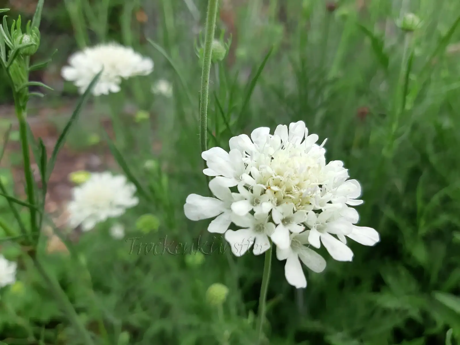Stauden / Gehölz: Cephalaria balansae ‣ ‣ Anatolische Riesenskabiose ‣ Teasel scabious