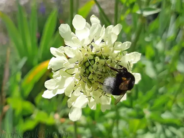 Stauden / Gehölz: Cephalaria gigantea ‣ ‣ ‣ ‣ ‣ Großer Schuppenkopf - Giant scabious