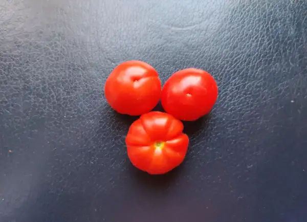 Tomaten: Cerasiforme