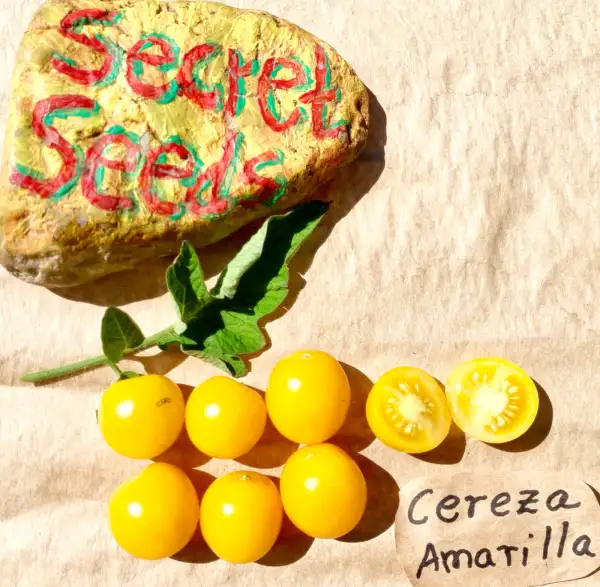 Tomaten: Cereza Amarilla