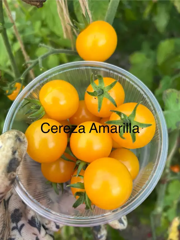 Tomaten: Cereza Amarilla