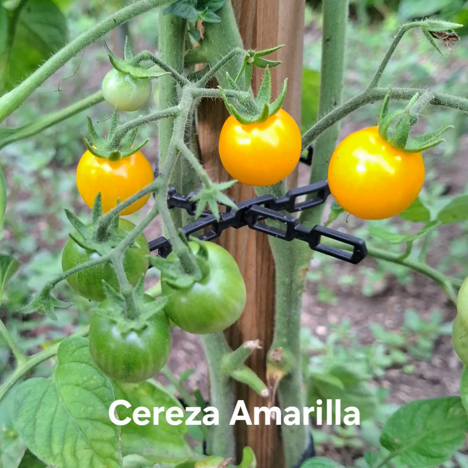 Tomaten: Cereza Amarilla