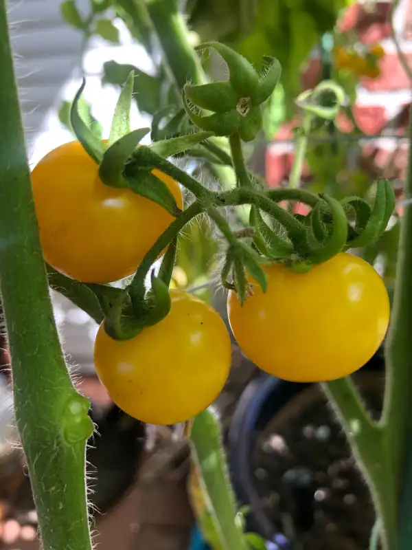 Tomaten: Cereza Amarillo