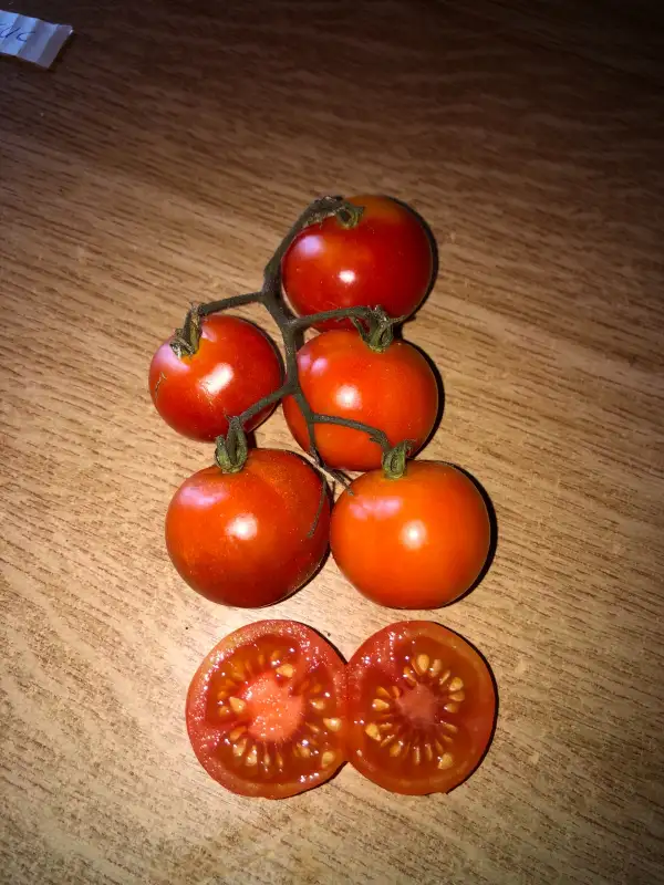 Tomaten: Cereza Uva Chinango