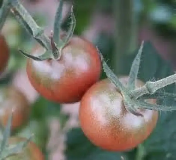 Tomaten: Cerise Noire du Layon