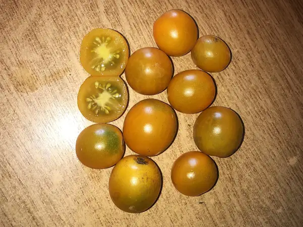 Tomaten: Cerise Orange