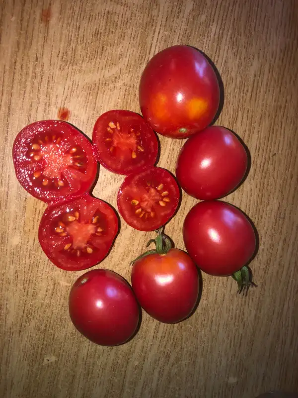 Tomaten: Cerise Rose