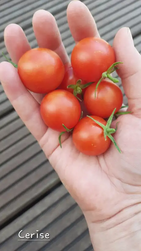 Tomaten: Cerise rot