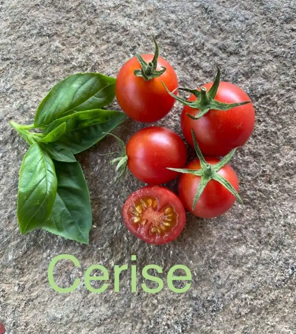 Tomaten: Cerise rot