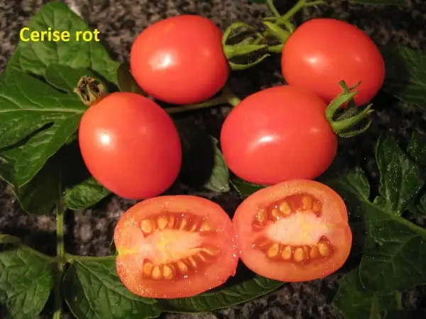 Tomaten: Cerise rot