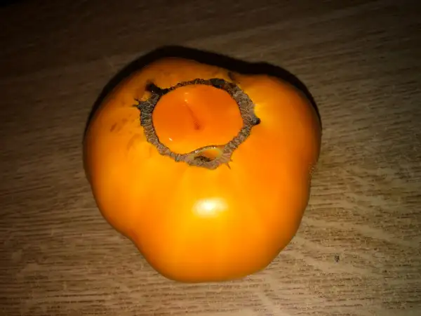 Tomaten: Cero Blackburn