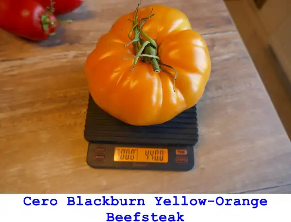 Tomaten: Cero Blackburn Yellow Orange Beefsteak
