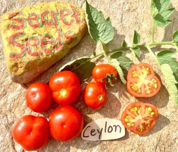Tomaten: Ceylon