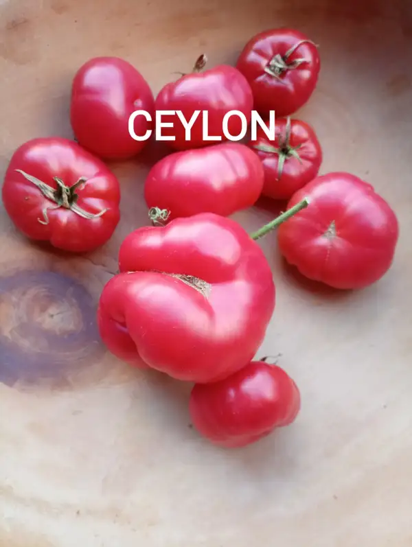 Tomaten: Ceylon