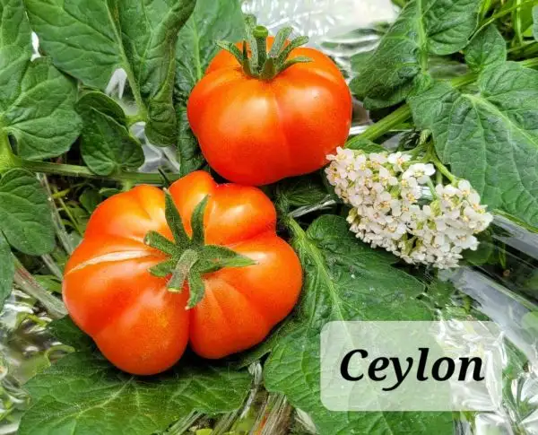 Tomaten: Ceylon