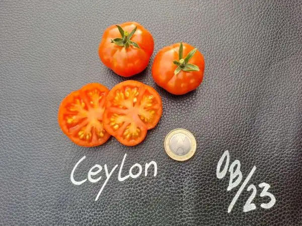 Tomaten: Ceylon