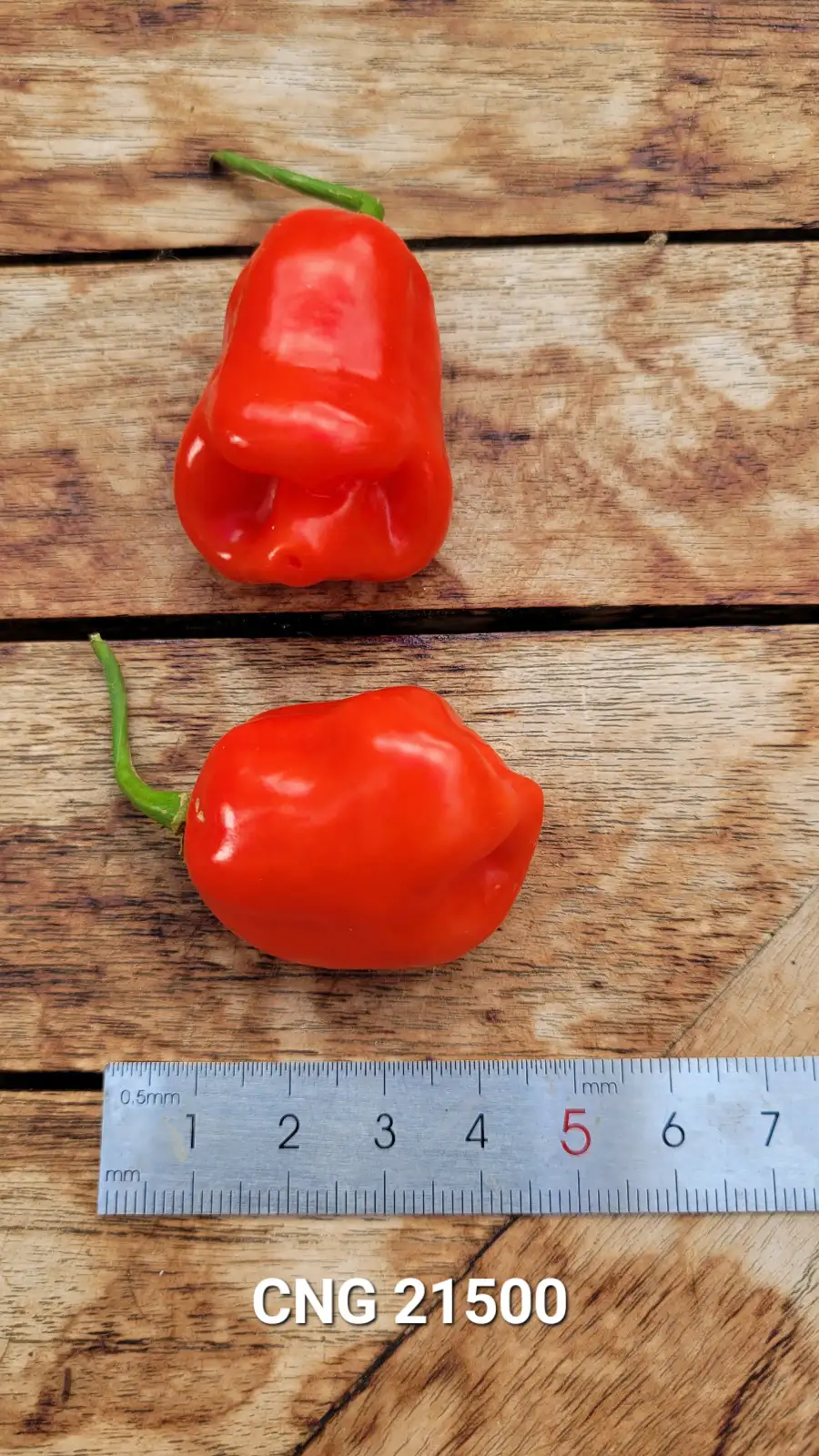 Chili / Paprika: CGN 21500 , Schärfe: 9, Höhe: 75cm