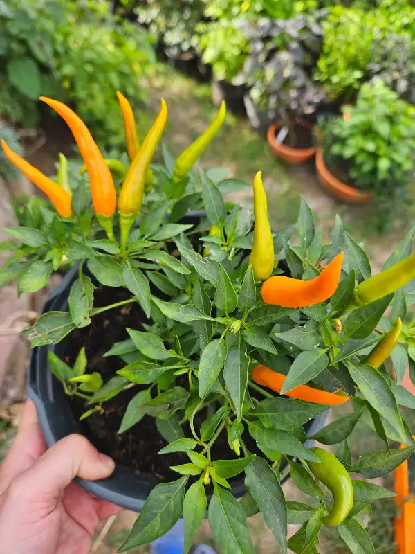 Chili: Cha Cha