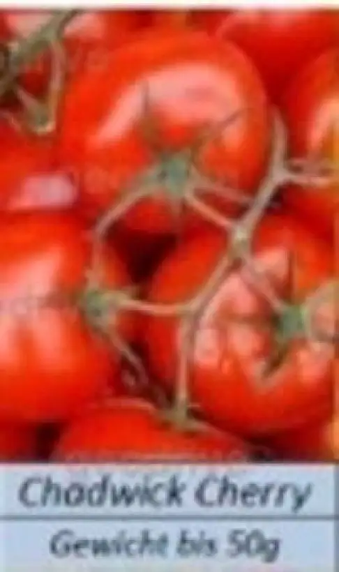 Tomaten: Chadwick Cherry