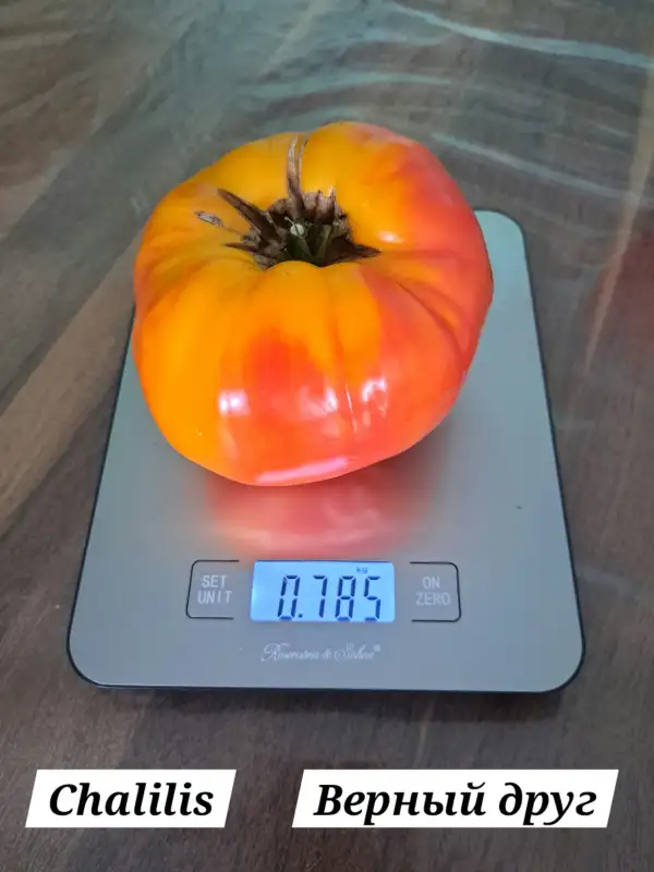 Tomaten: Chalilis