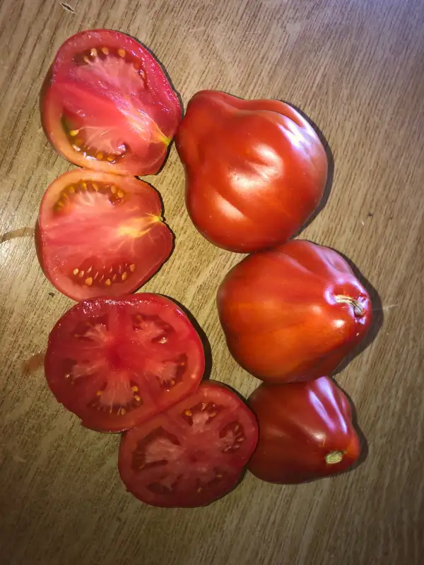 Tomaten: Chalma