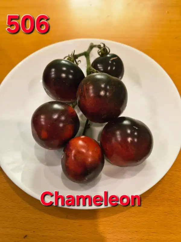 Tomaten: Chameleon