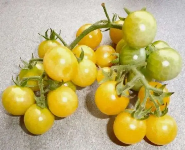 Tomaten: Champagne Cherry