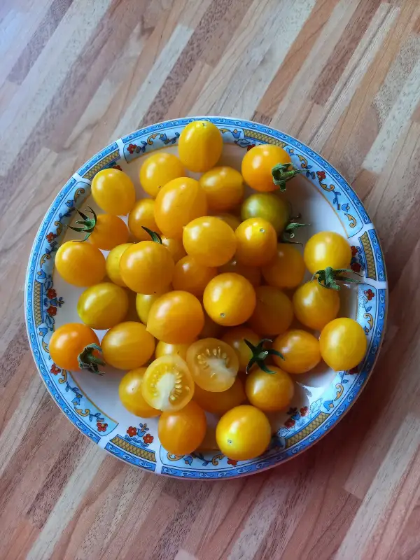 Tomaten: Champagner Cherry