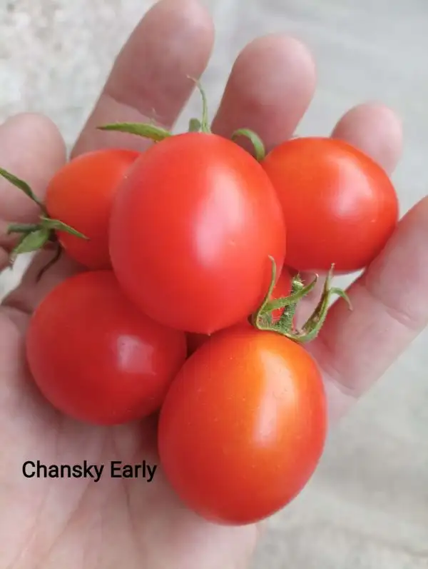 Tomaten: Chansky Early