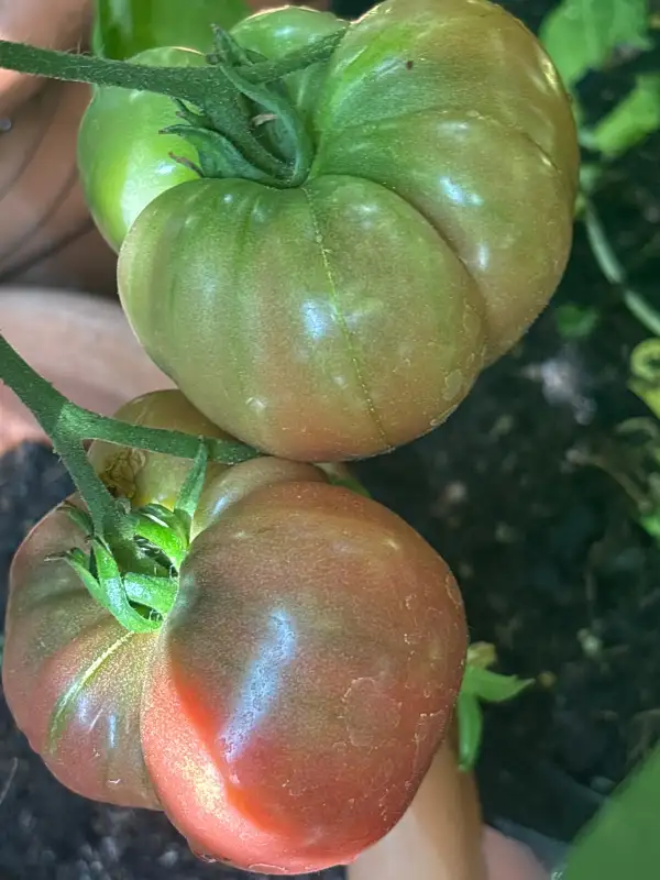 Tomaten: Charbonneuse