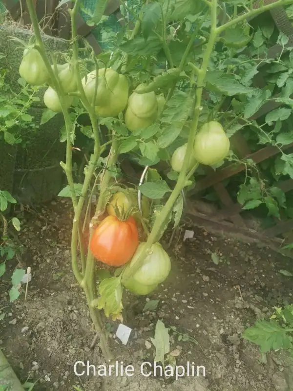 Tomaten: Charlie Chaplin