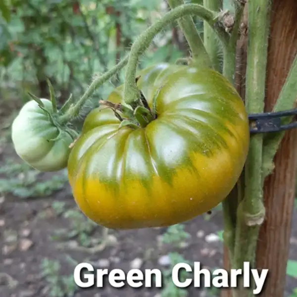 Tomaten: Charlie Green