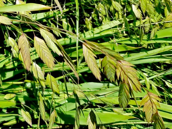 Stauden / Gehölz: Chasmanthium latifolium ‣ ‣ ‣ ‣ ‣ ‣ ‣ Plattährengras ‣ Indian wood oats